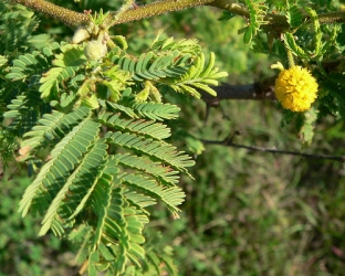 acacia