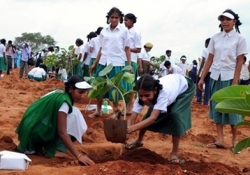 afforestation