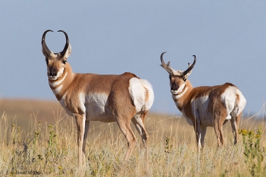 antelope