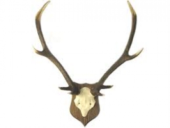 antler