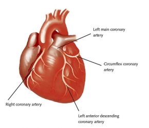 artery