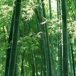 bamboo