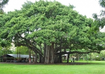 banyan