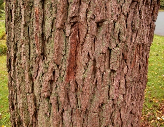 bark