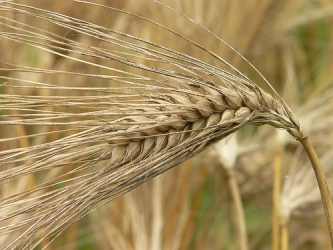 barley