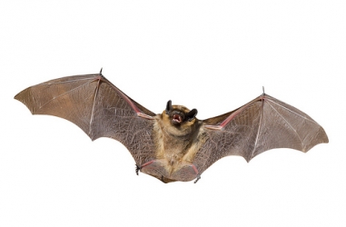 bat