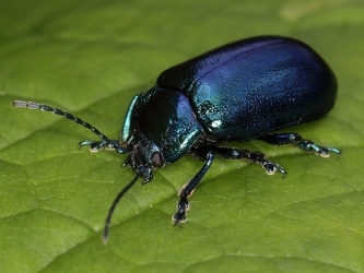 beetle