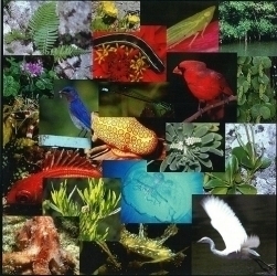 biodiversity