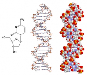 biological