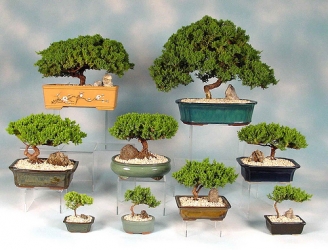 bonsai