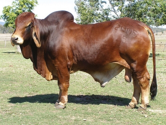 bull