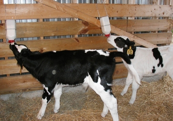 calf