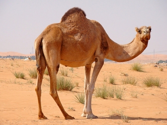 camel