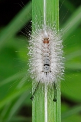 caterpillar