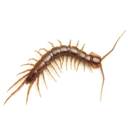 centipede