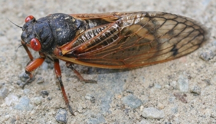 cicada