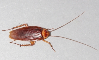 cockroach