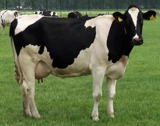 cow