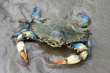 crab