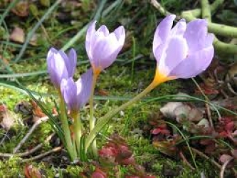 crocus