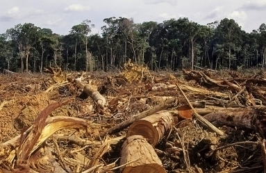 deforestation