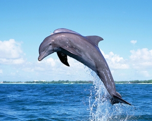 dolphin