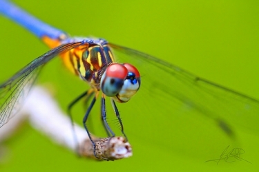 dragonfly