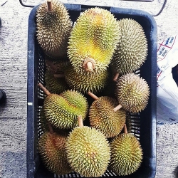 durian