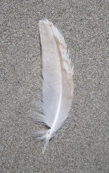 feather