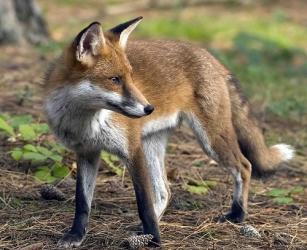 fox