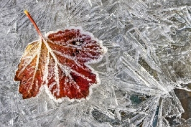 frost