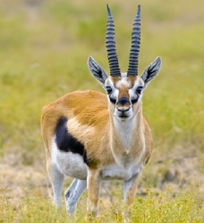 gazelle