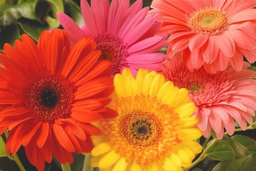 gerbera