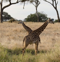 giraffe