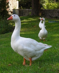 goose