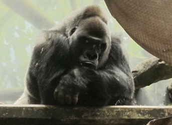 gorilla