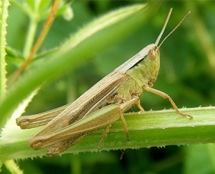 grasshopper