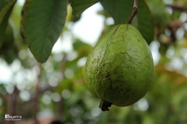 guava