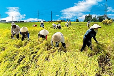 harvest