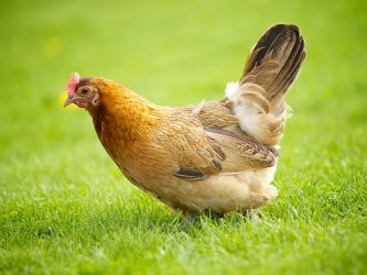 hen