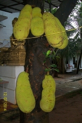 jackfruit