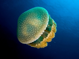 jellyfish