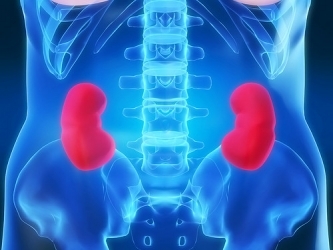 kidney