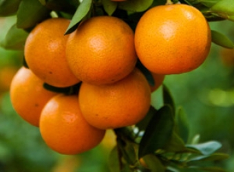 kumquat