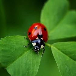 ladybug