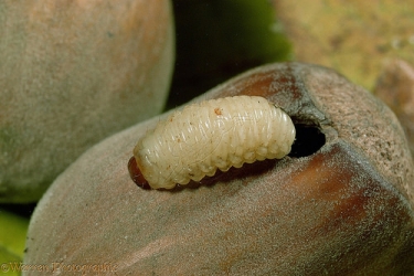 larva