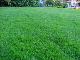 lawn