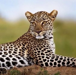 leopard