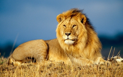 lion