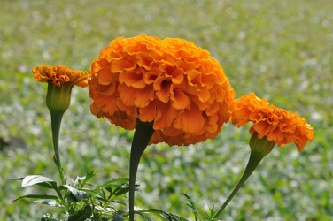 marigold